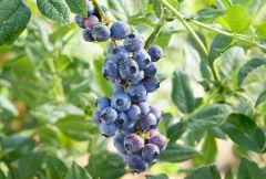 Bluberry