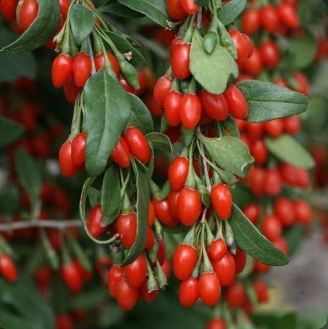 Gojiberry